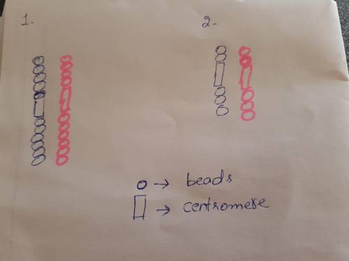 Part a:  interphase just before meiosis begins, the chromosomes are replicated. 1. use ten beads and