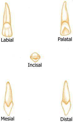 When comparing maxillary and mandibular lateral incisors the mandibular incisor crown is wider mesio