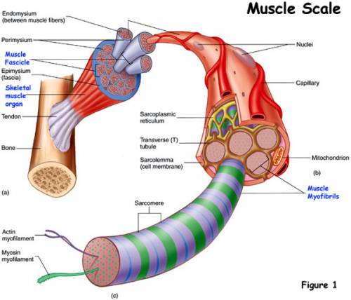 Which of the following correctly lists structures in a muscle from largest to smallest?  a. actin, m
