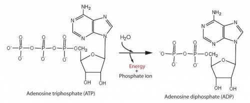 Suppose an atp molecule was floating in outerspace. i break it into two pieces (adp phosphate)