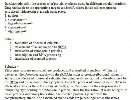 In eukaryotic cells, the processes of protein synthesis occur in different cellular locations. drag