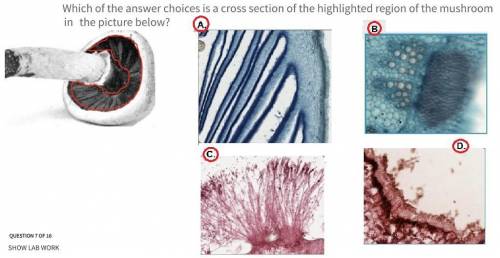 Which of the answer choices is a cross section of the highlighted region of the mushroom in the pict