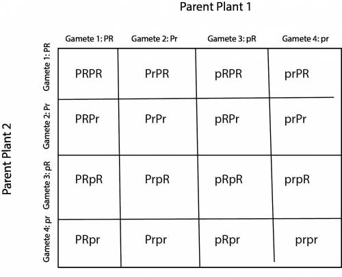 Parent plant one’s gametes are as follows:  gamete 1:  pr gamete 2:  pr gamete 3:  pr gamete 4:  pr