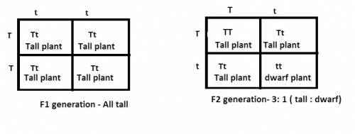 Conducting a monohybrid cross of f1 generation plants, the recessive trait reappears in f2 plants in