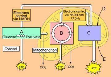 What process occurs in box a?  a. electron transport and oxidative phosphorylation b. glycolysis c.
