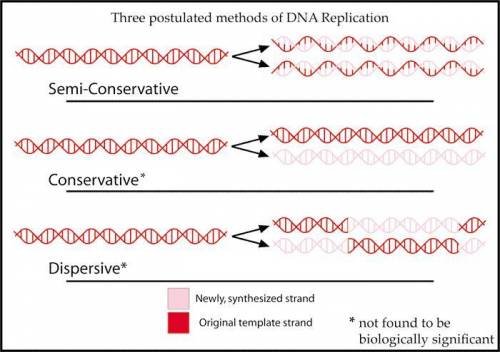 Using the  of the semi concevative replication of dna, what is the role of a single strand of dnaans