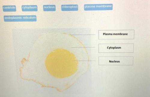 Ricky notices a similarity between a fried egg and the diagram of a cell.