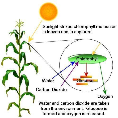 Which of the following are products in the process of photosynthesis?  a. carbon dioxide and oxygen