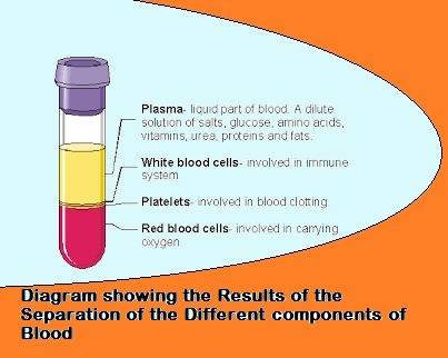 Which of the following shows the part of blood shown in b and describes its functions
