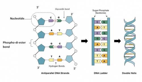 Can someone  draw me a dna model then label each material and the part of the dna molecule it repres