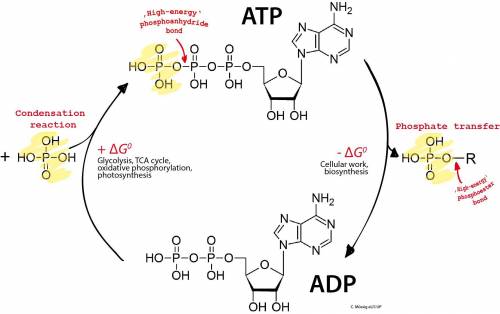 The diagram shows the structure of adenosine diphosphate (adp). what describes the conversion of adp