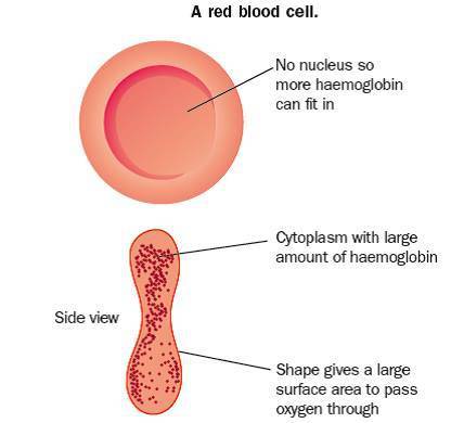 Can someone give me a digram of a red blood cell and it needs to be accurate. ( make sure it doesn't