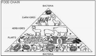 Which type of organism is at the lowest level of the food chain?  omnivore carnivore autotroph heter