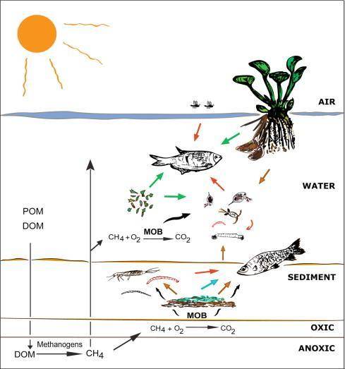 Protists that play an important role in aquatic food webs are called