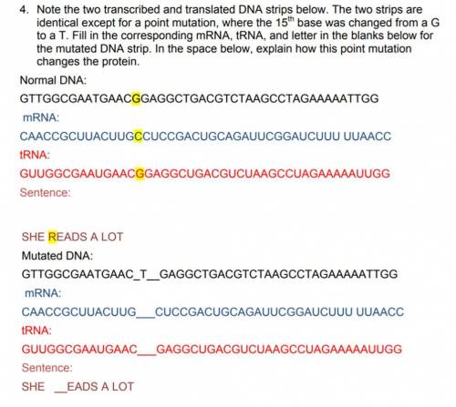 Note the two transcribed and translated dna strips below. the two strips are identical except for a