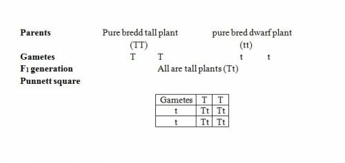 If you are conducting a monohybrid cross of tall (dominant) and dwarf (recessive) plants, the recess