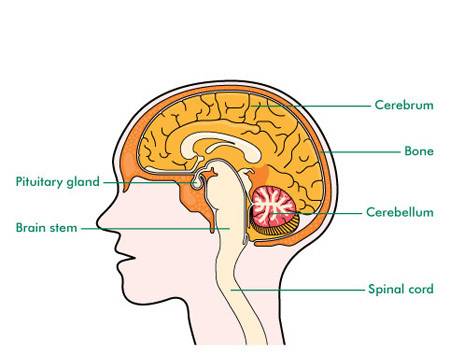 The pituitary gland is located   near the brain  lower neck  chest  above kidneys