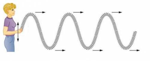 Which of the following describes the oscillation of the medium in transverse waves?