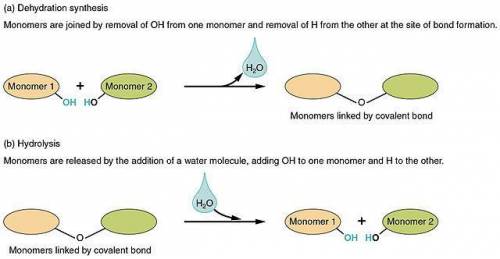Lipids are not like the other macromolecules we have discussed that are formed from polymerization o