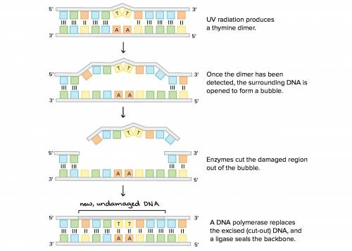 Thymine dimers can be repaired by photoreactivation repair or nucleotide excision repair. - true or