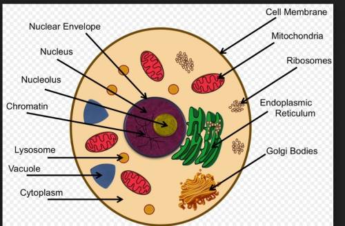 What are all the cell parts and how they look