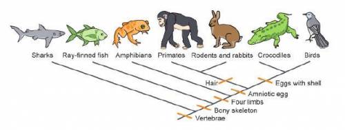 According to the cladogram, which organisms are in the smallest clade with birds?  mc011-1.jpg
