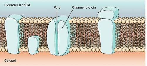 Which statements describe the cell membrane?  check all that apply. the cell membrane is very select