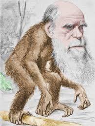 Who is charles darwin?  what were some of his contributions to the theory of evolution