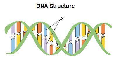 The diagram below shows the structure of a segment of dna.--which of the following best describes th