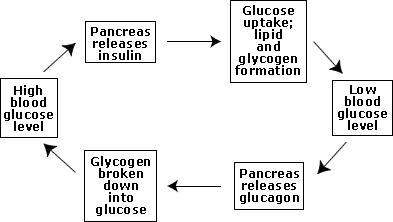 Fifty !  blood glucose level is regulated by a feedback loop, shown in the diagram below. peo