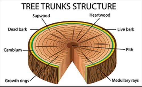 In tree rings, like those shown, each "ring" of growth represents what?  a. two years o