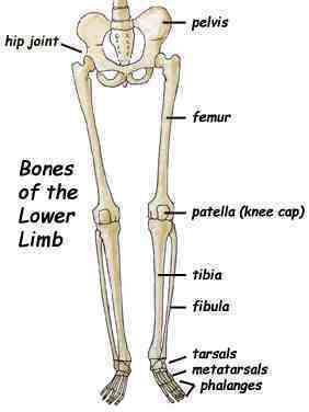 Identify the bone that articulates with the distal end of the femur. view available hint(s) identify