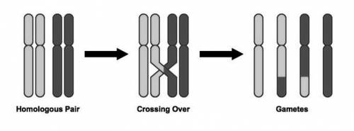 Identify the DNA change shown in the diagram and explain how that change can result in the increased