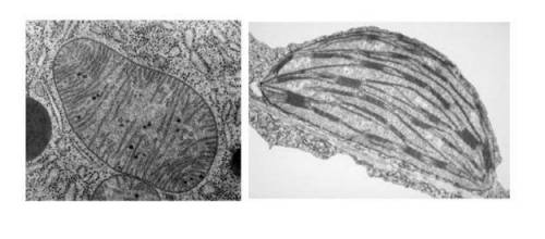 Below are two images of organelles present in eukaryotic cells. mitochloro.gif For each statement, p