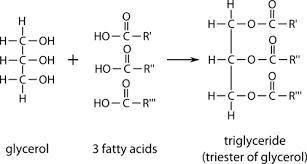 Triglycerides are molecules consisting of one 3-carbon compound called  bound to three .