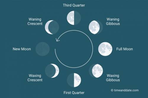 Name the four phases of the lunar cycle