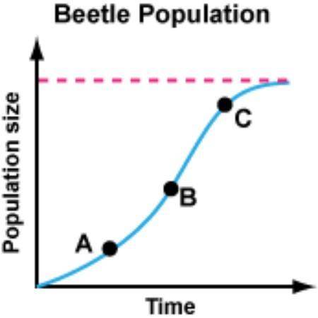 A population of beetles are kept in a controlled ecosystem. No beetles are allowed to enter or leave