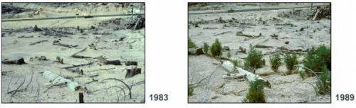 2. This photograph was taken in 1989, 9 years after Mount Saint Helens erupted. Compare this photo w