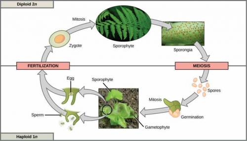 In the life cycle of a plant or alga undergoing alternation of generations, a haploid cell produced