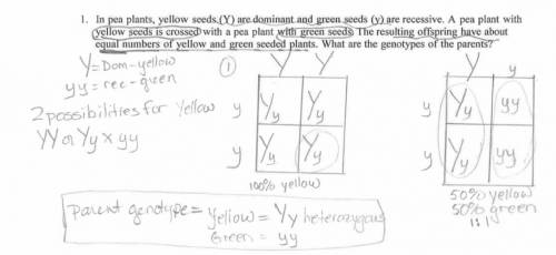 In pea plants, yellow seeds (Y) are dominant and green seeds (y) are rescessive. A pea plants with y