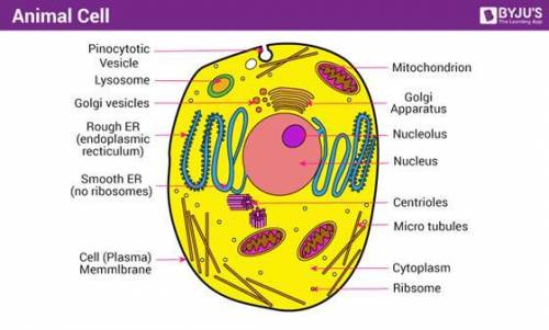 Examine the diagram of a cell. Which organelle is marked with an X? Golgi body mitochondrion nucleus