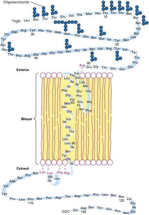 The transmembrane domain of an integral membrane protein is called