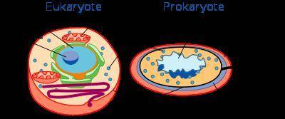 Which of the following statements is true about all cells? A. They are all part of tissues. B. They