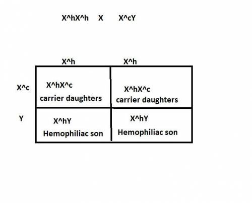 Hemophilia and colorblindness are both X-linked, recessive traits. A hemophiliac woman marries a col