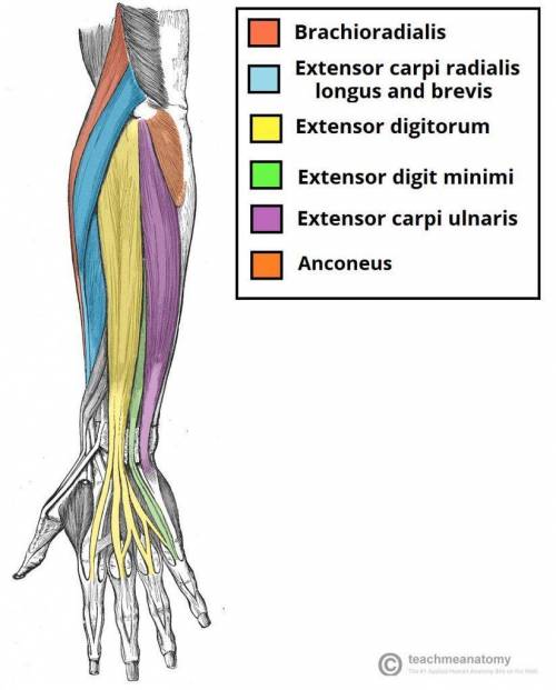 You overhear two men at the gym talking about their extensor muscles of the forearm. Based on what y
