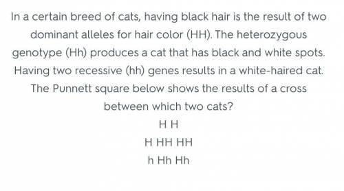 In a certain breed of cats, having black hair is the result of two dominant alleles for hair color (