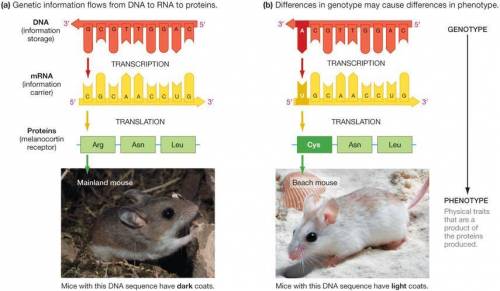 The phenotypic variation in the trait coat color in mice is passed from a parent to their offsprin
