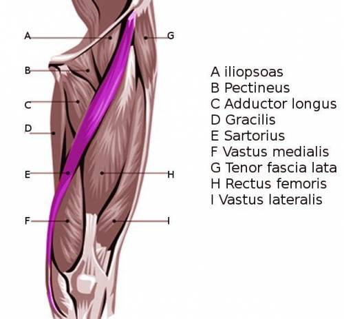 During a flexed knee hanging leg raise, which hip flexors will have decreased contributions to the m