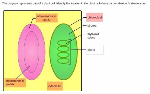 The diagram represents part of a plant cell. Identify the name of the location in the plant cell int