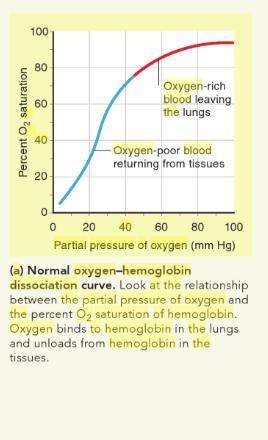 At normal blood pH pH (7.4), hemoglobin is 80 80 % saturated at a partial pressure of oxygen ( O 2 O